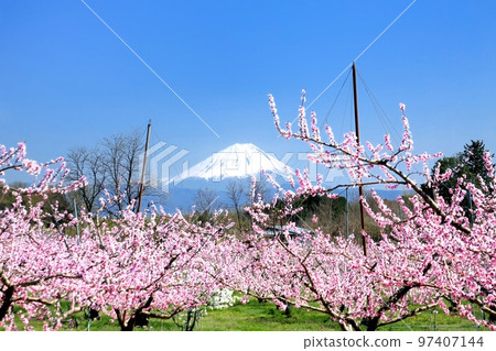 Shinpu Togenkyo and Mt.Fuji in spring Shinpu Togenkyo and Mt.Fuji in spring 97407144