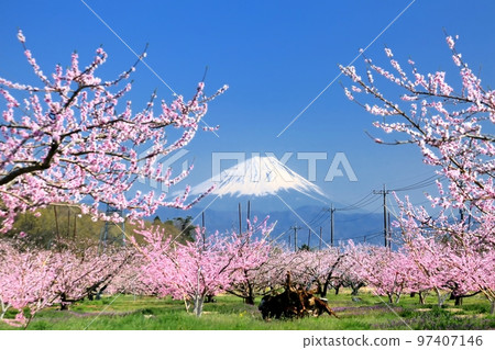 Shinpu Togenkyo and Mt.Fuji in spring 97407146
