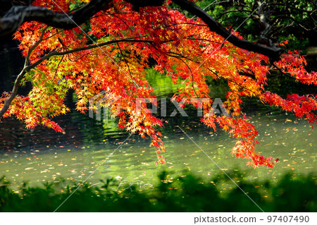 Ritsurin Park Autumn foliage is the best 97407490