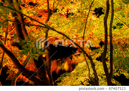 栗林公園：夜晚的紅葉最美 97407521