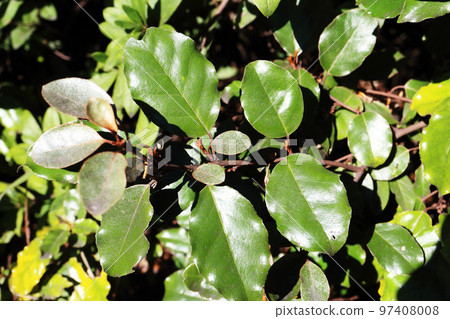 Counsel Counsel 97408008