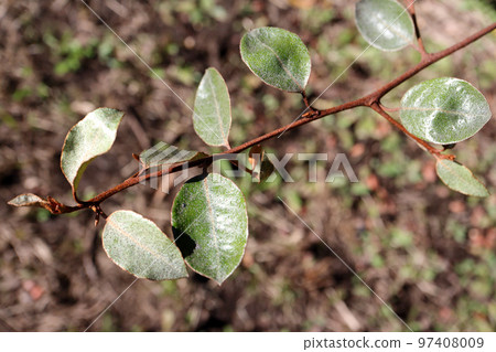 Counsel Counsel 97408009