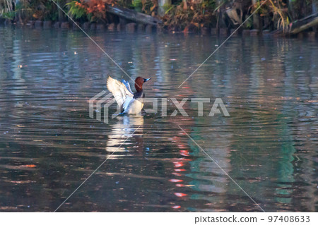 紅頭潛鴨 97408633