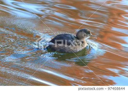 鸊鷉 鸊鷉 97408644