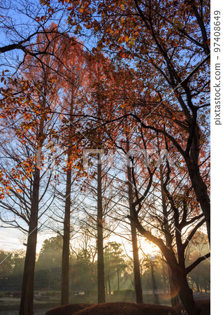 雪松樹 雪松樹 97408649