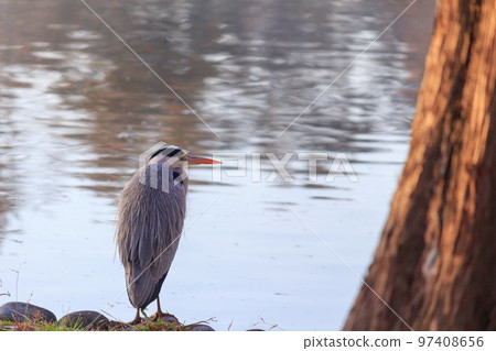 Gray heron 97408656