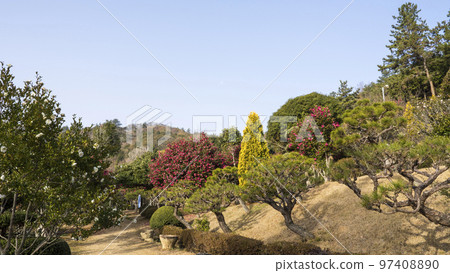 Boseong Choam公園的茶花林 97408890