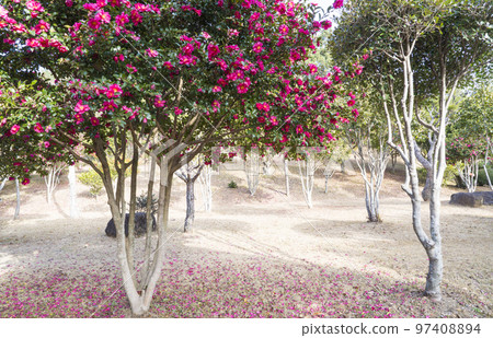Boseong Choam公園的茶花林 Boseong Choam公園的茶花林 97408894