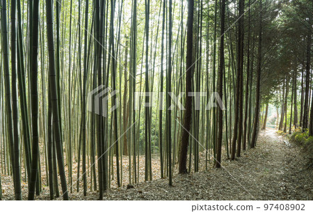 Boseong Choam公園的綠色竹林 97408902