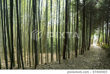 Boseong Choam公園的綠色竹林 97408903