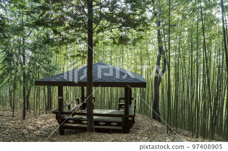 Boseong Choam公園的綠色竹林 97408905