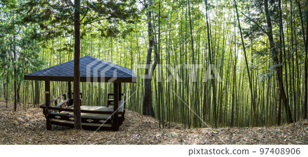 Boseong Choam公園的綠色竹林 97408906