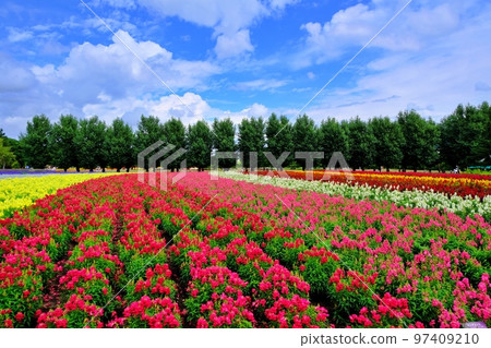 Superb view of Hokkaido Farm Tomita (Nakafurano Town, Hokkaido) 97409210