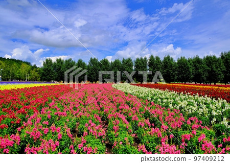 Superb view of Hokkaido Farm Tomita (Nakafurano Town, Hokkaido) 97409212