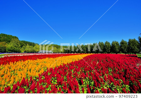 Superb view of Hokkaido Farm Tomita (Nakafurano Town, Hokkaido) 97409223