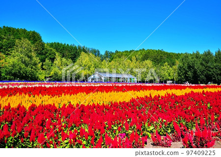 北海道富田農場的絕景(北海道中富良野町) 北海道富田農場的絕景(北海道中富良野町) 97409225
