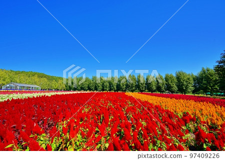 北海道富田農場的絕景（北海道中富良野町） 97409226