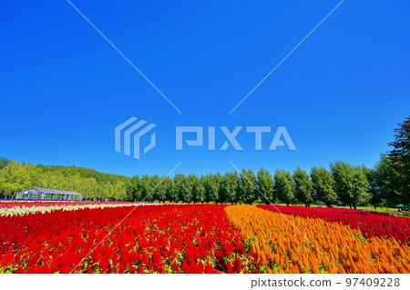 北海道富田農場的絕景（北海道中富良野町） 97409228