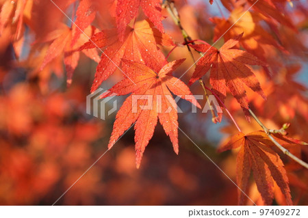 被晨露打濕的楓葉 97409272