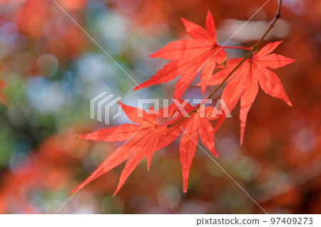 Maple leaves in the sunlight filtering through the trees 97409273