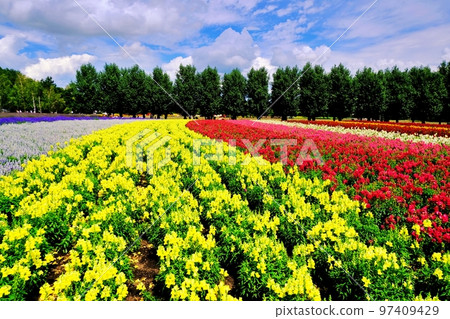 北海道富田農場的絕景(北海道中富良野町) 北海道富田農場的絕景(北海道中富良野町) 97409429