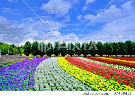 Superb view of Hokkaido Farm Tomita (Nakafurano Town, Hokkaido) 97409431