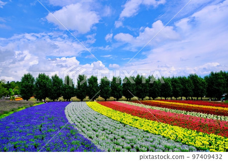 北海道富田農場的絕景（北海道中富良野町） 97409432