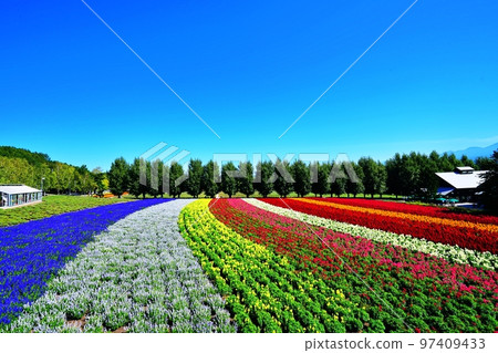 北海道富田農場的絕景（北海道中富良野町） 97409433