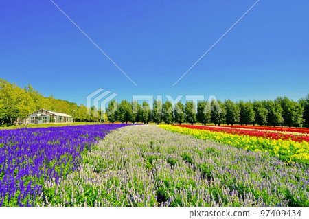 北海道富田農場的絕景（北海道中富良野町） 97409434