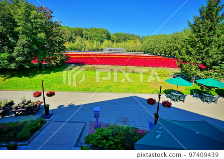 北海道富田農場的絕景（北海道中富良野町） 97409439