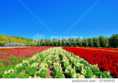 北海道富田農場的絕景(北海道中富良野町) 北海道富田農場的絕景(北海道中富良野町) 97409441