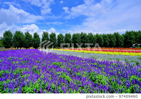 Superb view of Hokkaido Farm Tomita (Nakafurano Town, Hokkaido) 97409460