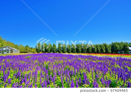 北海道富田農場的絕景（北海道中富良野町） 97409465