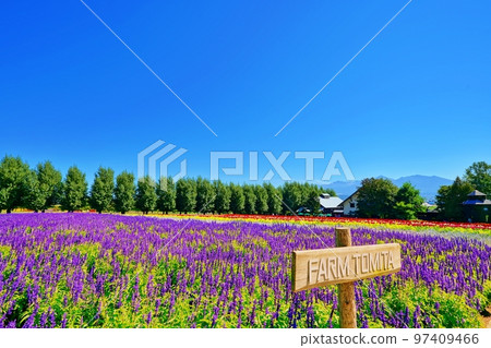 Superb view of Hokkaido Farm Tomita (Nakafurano Town, Hokkaido) 97409466