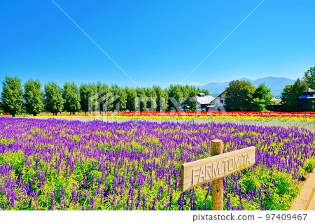 北海道富田農場的絕景（北海道中富良野町） 97409467