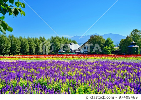 北海道富田農場的絕景（北海道中富良野町） 97409469