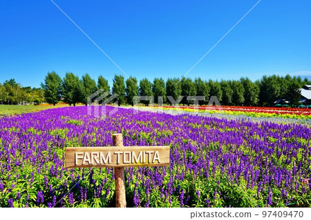 北海道富田農場的絕景（北海道中富良野町） 97409470