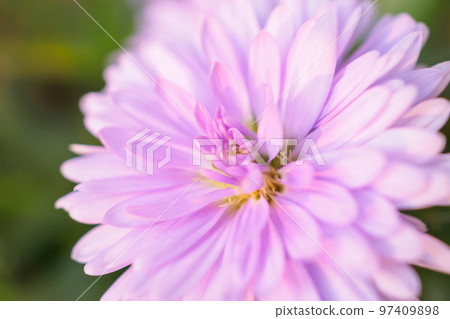 Beautiful flowers close up abstract background 97409898
