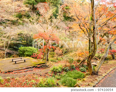 以日本最早開花的梅花而聞名的恩施熱海梅園的秋葉 97410054