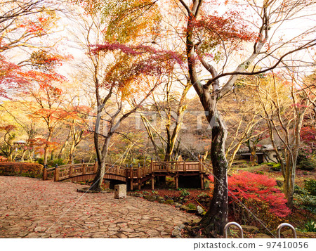 Autumn foliage at Onshi Atami Plum Garden, famous for its plum blossoms that bloom the earliest in Japan Autumn foliage at Onshi Atami Plum Garden, famous for its plum blossoms that bloom the earliest in Japan 97410056
