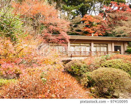 Autumn foliage at Onshi Atami Plum Garden, famous for its plum blossoms that bloom the earliest in Japan Autumn foliage at Onshi Atami Plum Garden, famous for its plum blossoms that bloom the earliest in Japan 97410095