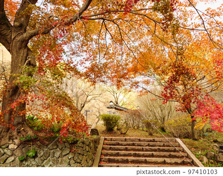 Autumn foliage at Onshi Atami Plum Garden, famous for its plum blossoms that bloom the earliest in Japan Autumn foliage at Onshi Atami Plum Garden, famous for its plum blossoms that bloom the earliest in Japan 97410103