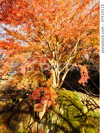 Autumn foliage at Onshi Atami Plum Garden, famous for its plum blossoms that bloom the earliest in Japan Autumn foliage at Onshi Atami Plum Garden, famous for its plum blossoms that bloom the earliest in Japan 97410118