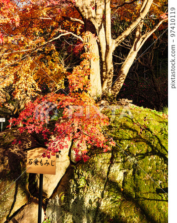 Autumn foliage at Onshi Atami Plum Garden, famous for its plum blossoms that bloom the earliest in Japan Autumn foliage at Onshi Atami Plum Garden, famous for its plum blossoms that bloom the earliest in Japan 97410119