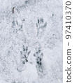 squirrel footprints on the snow 97410370