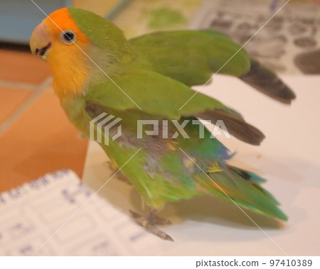 Rosy Lovebird flapping its wings Rosy Lovebird flapping its wings 97410389