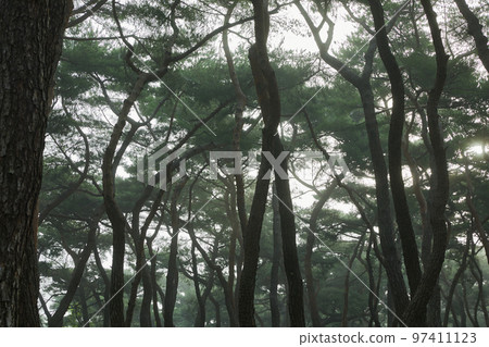 清晨美麗的松林草景 97411123