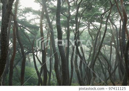 Beautiful pine forest grass view in the morning Beautiful pine forest grass view in the morning 97411125