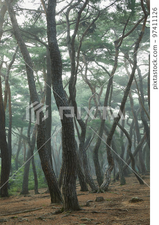 Beautiful pine forest grass view in the morning Beautiful pine forest grass view in the morning 97411126