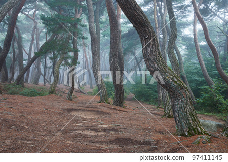Beautiful pine forest grass view in the morning Beautiful pine forest grass view in the morning 97411145